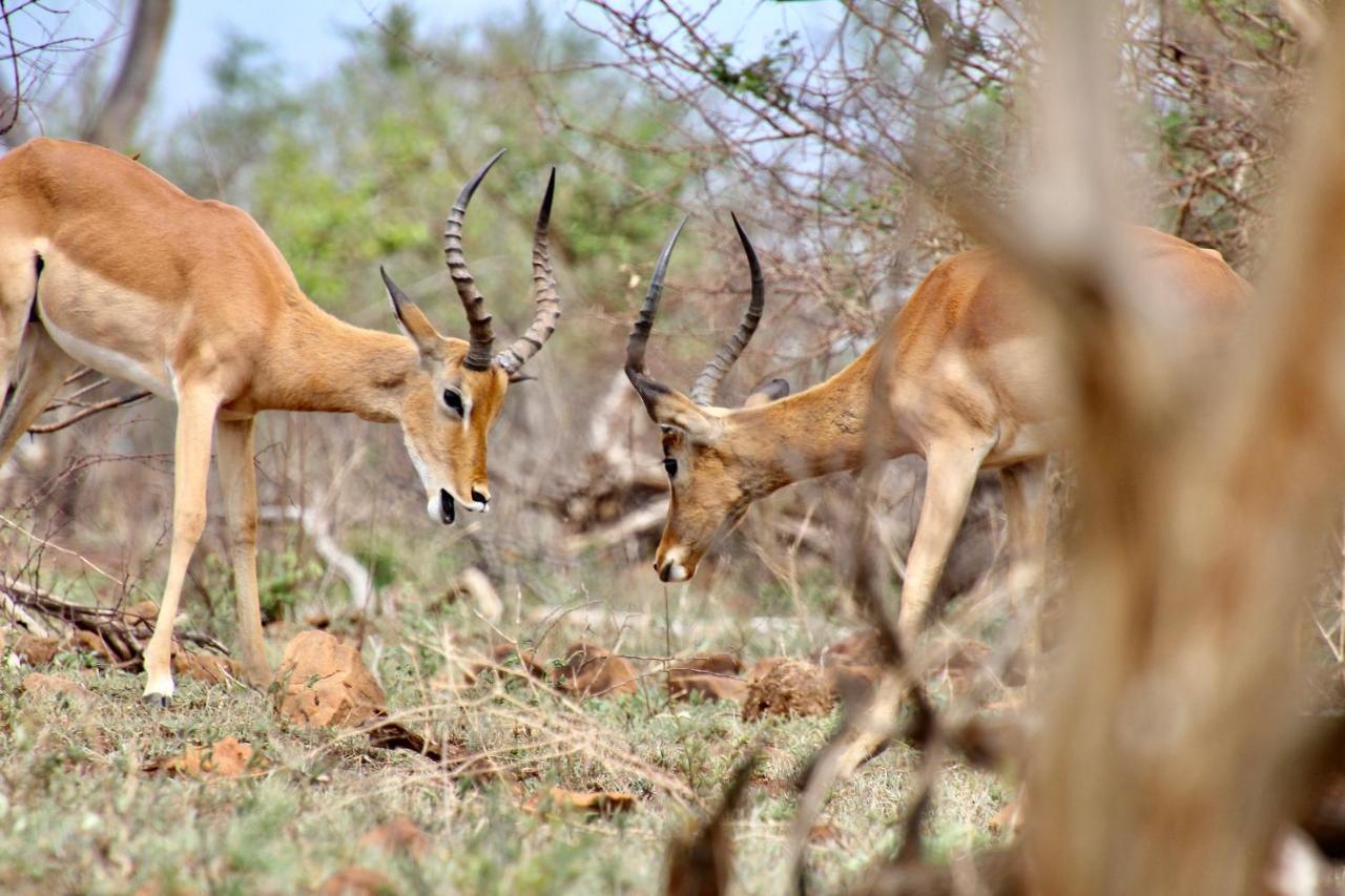 Jackals Dream - Self Catering Villa Bordering Kruger National Park Marloth Park Exterior foto